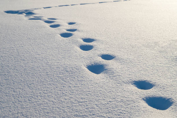 istock Winter Background with Snow Cover and Human Footprint Path 1131151233