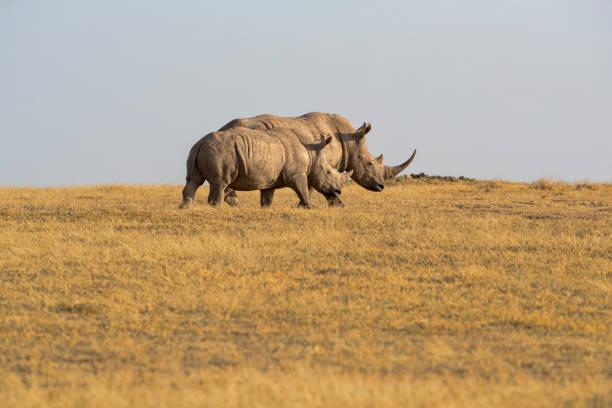 istock White Rhinos in Kenya 1131151891
