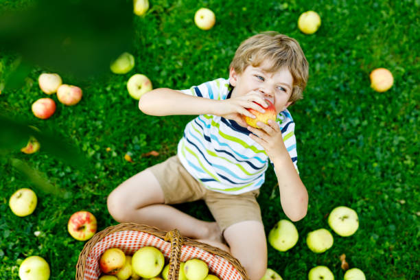 bellissimo ragazzo biondo felice che raccoglie e mangia mele rosse nella fattoria biologica, autunno all'aperto. divertente bambino in età prescolare che si diverte ad aiutare e raccogliere nel frutteto del giardino domestico. - orchard child crop little boys foto e immagini stock