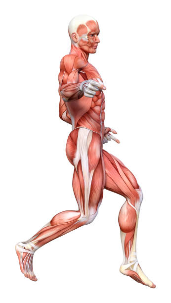 istock 3D illustration male figure with muscle maps on white 1131153185
