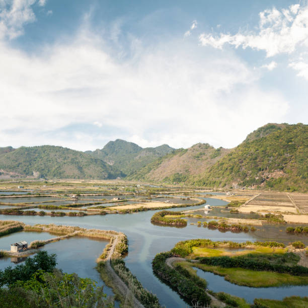 istock Rice Paddy Fields On Cat Ba Island In Vietnam 1131153196