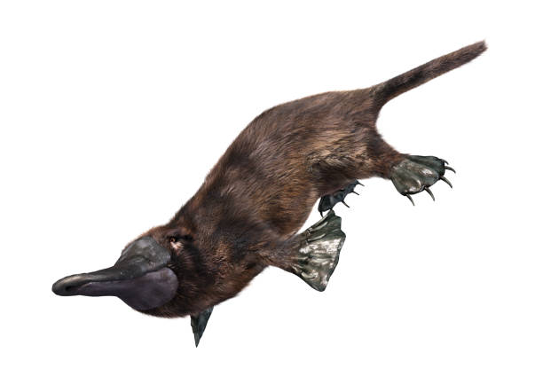 istock 3D illustration exotic animal platypus on white 1131153209