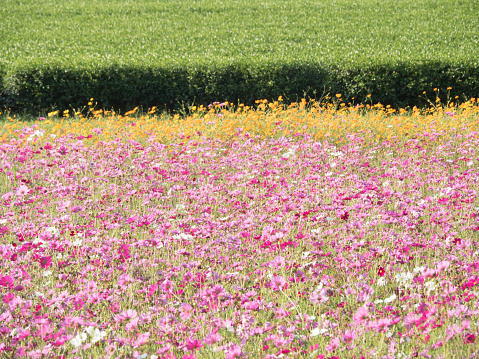 flower field in day time.cosmos flower field in summer landscape background.colorful cosmos flowers planted.