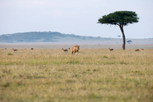 istock Male Lion Walking 1131154508