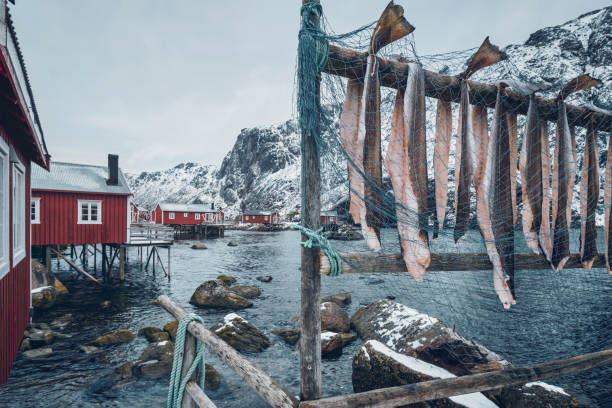 Drying stockfish cod in Nusfjord fishing village in Norway Drying stockfish cod in Nusfjord authentic traditional fishing village with traditional red rorbu houses in winter in Norwegian fjord. Lofoten islands, Norway fish village stock pictures, royalty-free photos & images