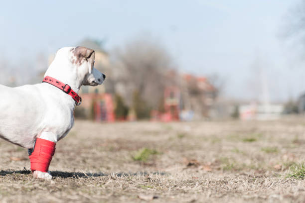 Dog R Rump 10+ Sloping Rump Stock Photos, Pictures & Royalty-Free Images - iStock