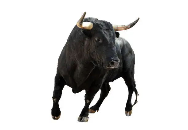 Brave spanish bull