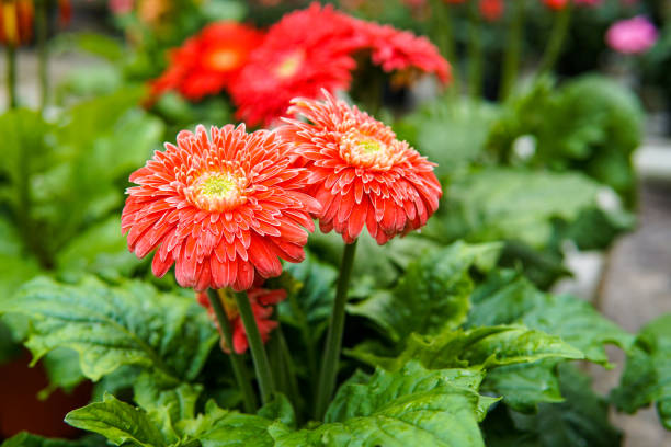 istock Close up of fresh Gerbera Daisies with water droplet on leaf background- Image 1131156188