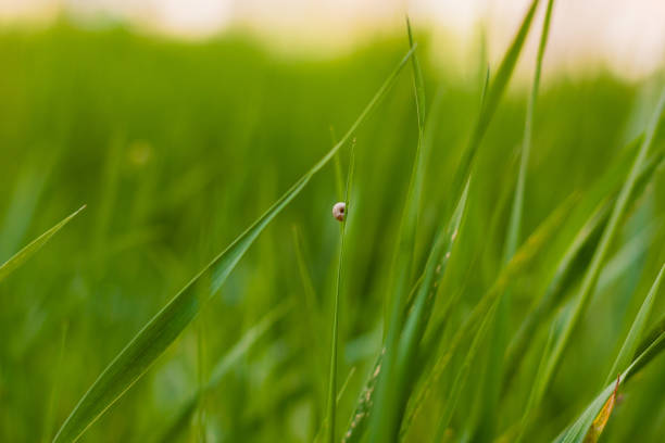 Small snails on a dried grass