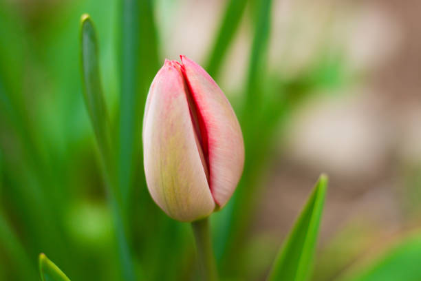 macro bocciolo di tulipano - bud flower tulip flowers foto e immagini stock