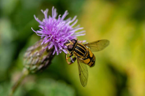 istock Close up of a hoverfly sitting on a pink thistle 1131157074