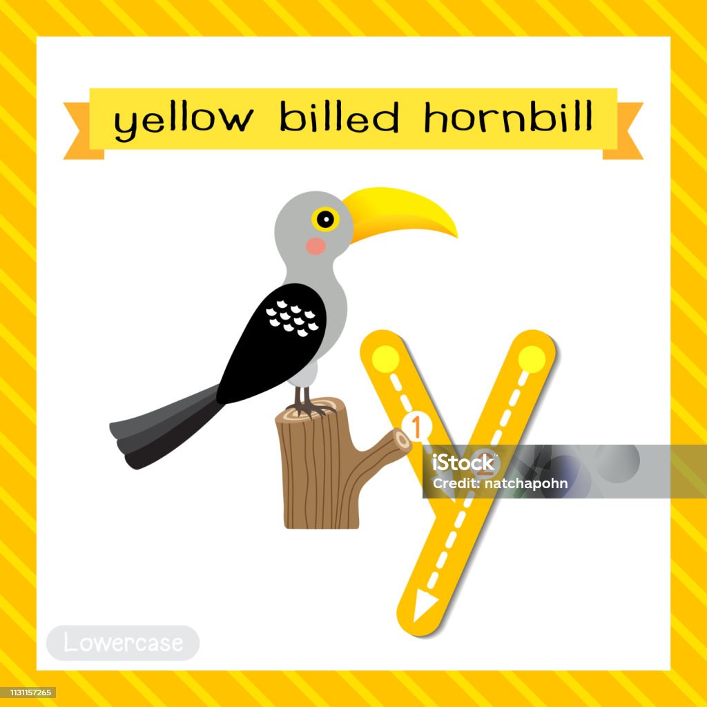 Letter Y Lowercase Tracing Yellowbilled Hornbill Bird Stock Illustration -  Download Image Now - iStock