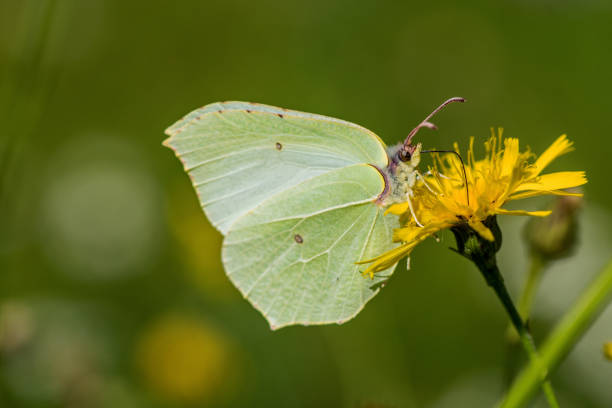 fermez-vous vers le haut d'un papillon de brimstone s'asseyant sur une fleur jaune - sulphur photos et images de collection