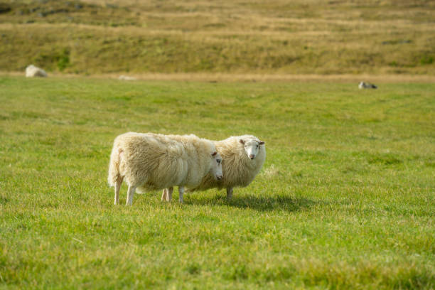 istock White sheep standing in a windy green field in Iceland 1131157680