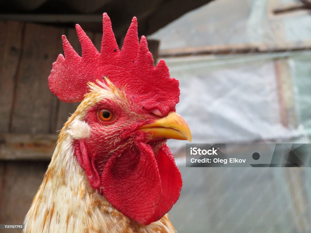Rooster portrait, rural scene Colorful cockerel on the farm Agriculture Stock Photo