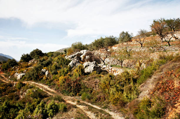 istock Hiking trail along an olive plantation in Spain 1131158886