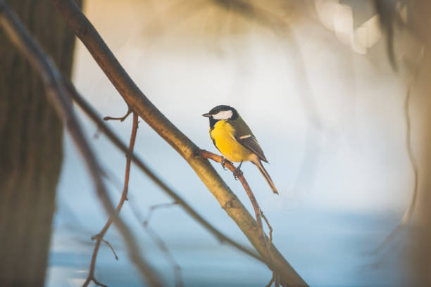 istock Great tit (Parus major) sitting on a tree in sunny winter 1131158952