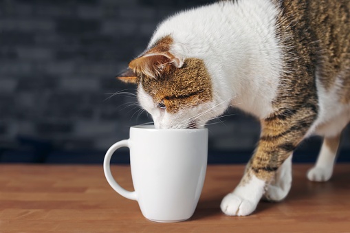 Thirsty tabby cat drinking from a mug.