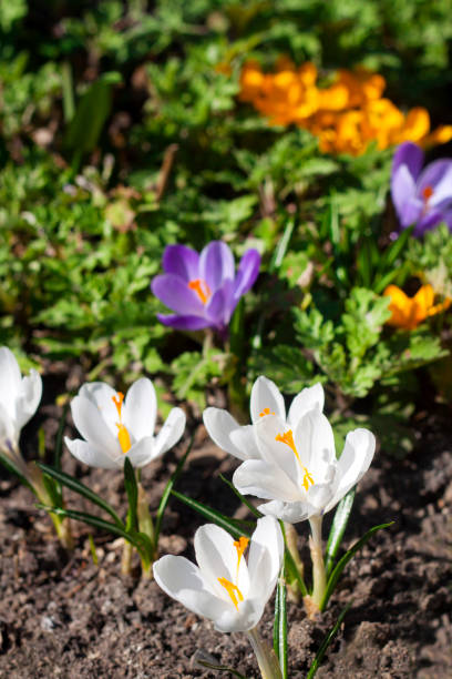 istock Colorful crocus flowers in the spring sunny day 1131159133