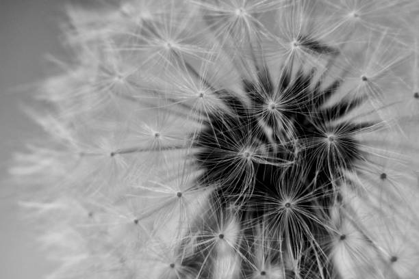 istock Close-Up Dandelion Flower Black and White 1131159233