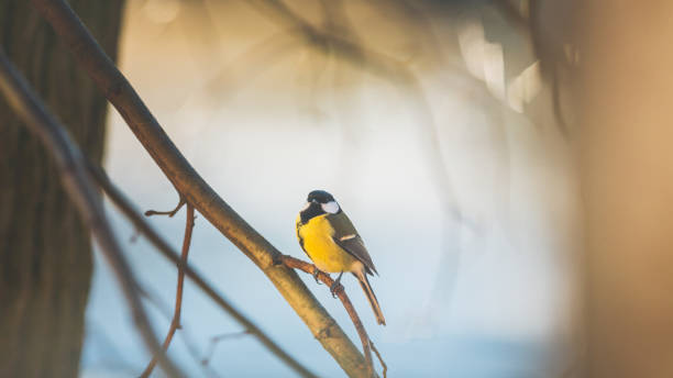 istock Great tit (Parus major) sitting on a tree in sunny winter 1131159263