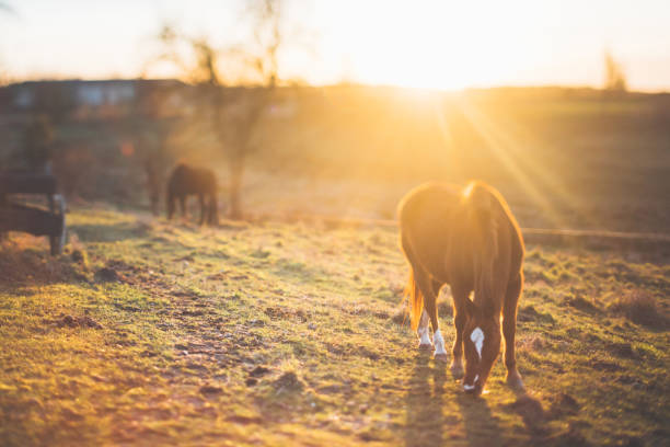istock Landscape in sunset with horse at the meadow 1131160322