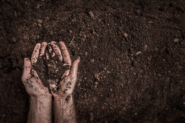 istock Man hands on soil background captured from above. 1131160859
