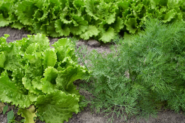 крупным планом салат и укроп, растущие на огор�оде - fennel plant herb cultivated стоковые фото и изображения