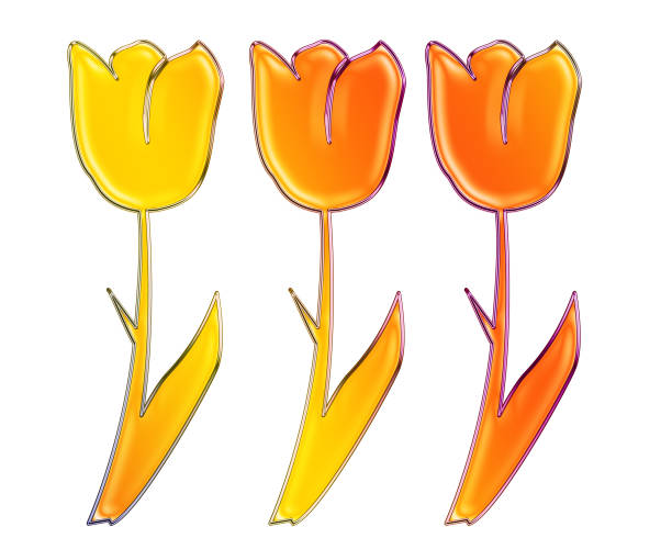 yellow fringed tulip Hamilton isolated on white