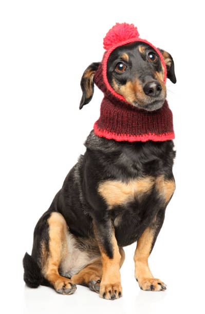 istock Latvian hound dog in winter clothes 1131163644