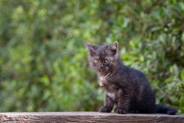 istock scottish fold, beautiful kitten on timber over blur green forest background,eyes looking for something 1131163763