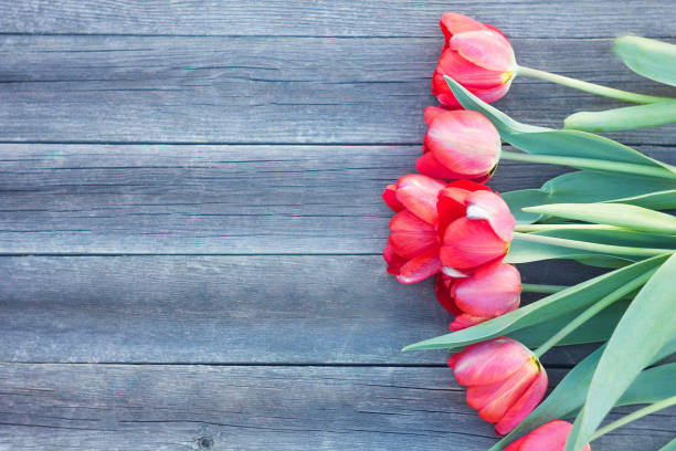 istock Red tulips on wooden background.Red 1131167763
