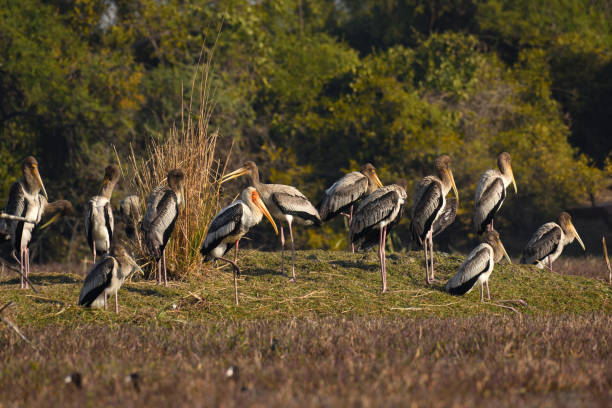 Painted Stork Painted Stork bharatpur photos stock pictures, royalty-free photos & images