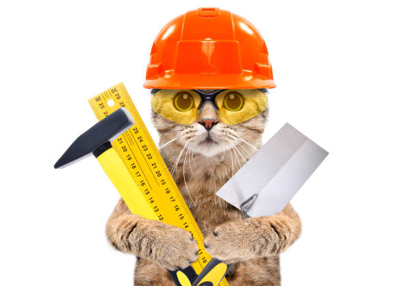 Portrait of a builder cat with tools in paws isolated on white background Portrait of a builder cat with tools in paws isolated on white background cat-glasses stock pictures, royalty-free photos & images