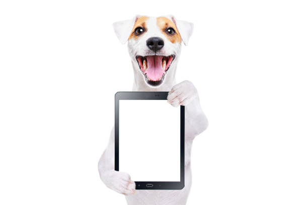 portret wesołego psa jacka russella terriera z tabletem wyizolowanym na białym tle - zwierzęca komórka zdjęcia i obrazy z banku zdjęć