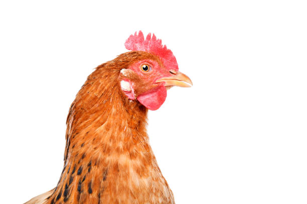 istock Portrait of a chicken, side view, isolated on white background 1131169558