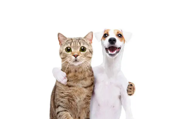 Photo of Portrait of a dog Jack Russell Terrier and cat Scottish Straight hugging each other isolated on white background