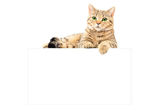 Portrait of a graceful cat Scottish Straight, lying on the banner, isolated on a white background