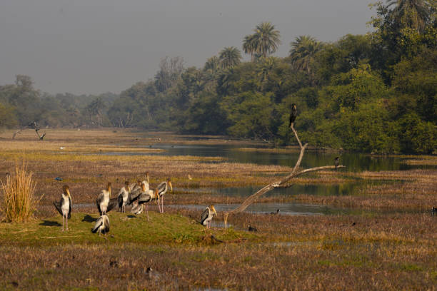 Bharatpur landscape Bharatpur landscape bharatpur photos stock pictures, royalty-free photos & images