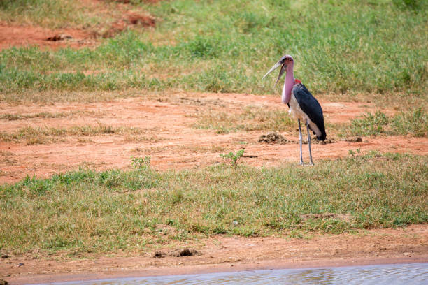 Marabu bird is standing in the near of waterhole A marabu bird is standing in the near of waterhole marabu stork stock pictures, royalty-free photos & images