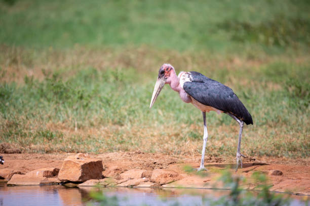 Marabu bird is standing in the near of waterhole A marabu bird is standing in the near of waterhole marabu stork stock pictures, royalty-free photos & images