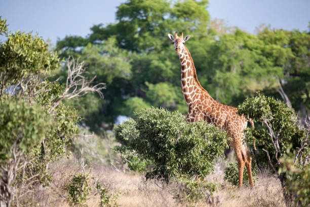 żyrafa stoi między krzewem a drzewami - south african giraffe zdjęcia i obrazy z banku zdjęć