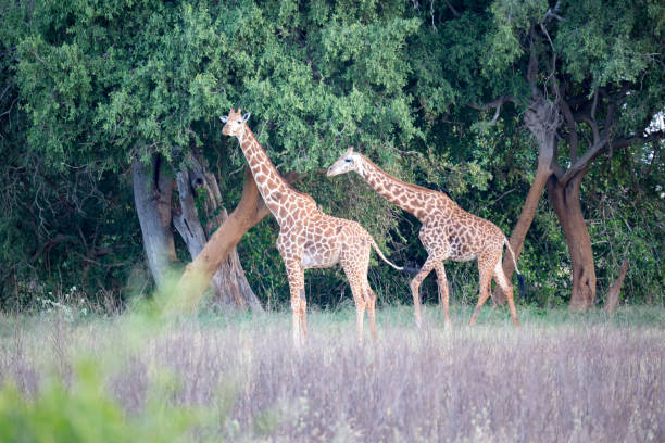 eine giraffe steht zwischen busch und bäumen - animal animal neck cute safari animals stock-fotos und bilder