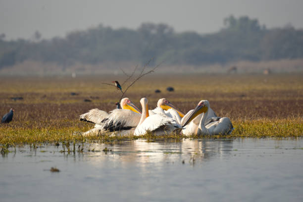 istock Pelicans in Keoladeo National Park 1131170688