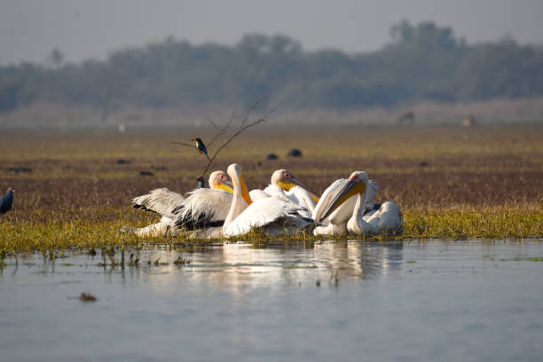 istock Pelicans in Keoladeo National Park 1131171241