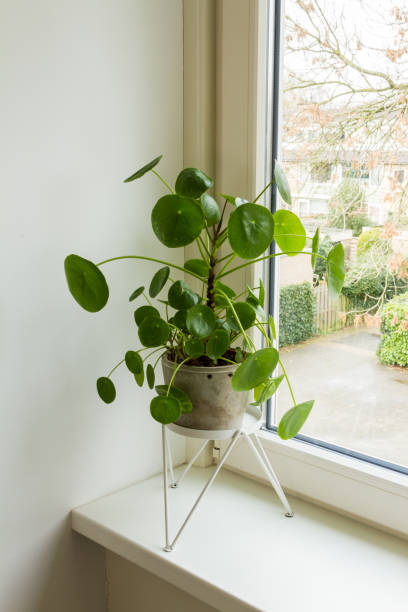 istock Pilea peperomioides, money plant. 1131171565
