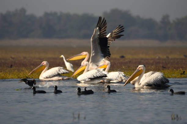 istock Pelicans in Keoladeo National Park 1131171610
