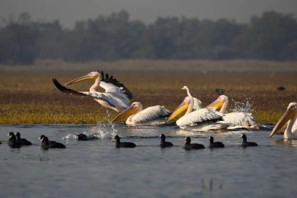 istock Pelicans in Keoladeo National Park 1131171666