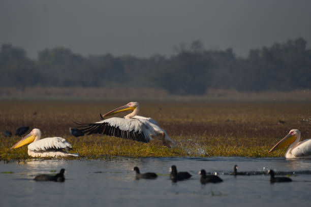 istock Pelicans in Keoladeo National Park 1131171669