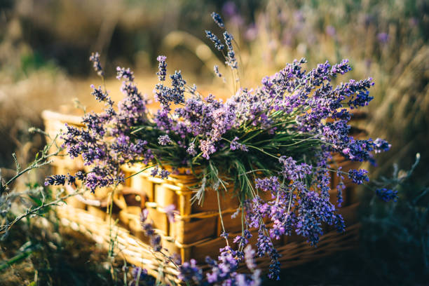 lavender in a wicker basket stands on a lavender field.